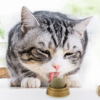 Kedi Otu Oyun Topu