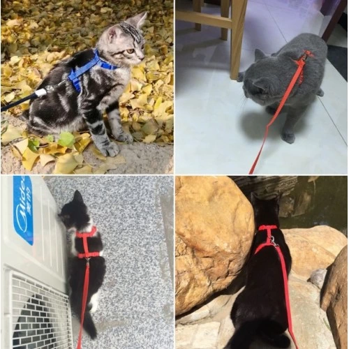Kedi Tasmasi 343649672 Sw500sh500 Kedi Tasması najmaddin.com Kedi Tasması - Görsel 3