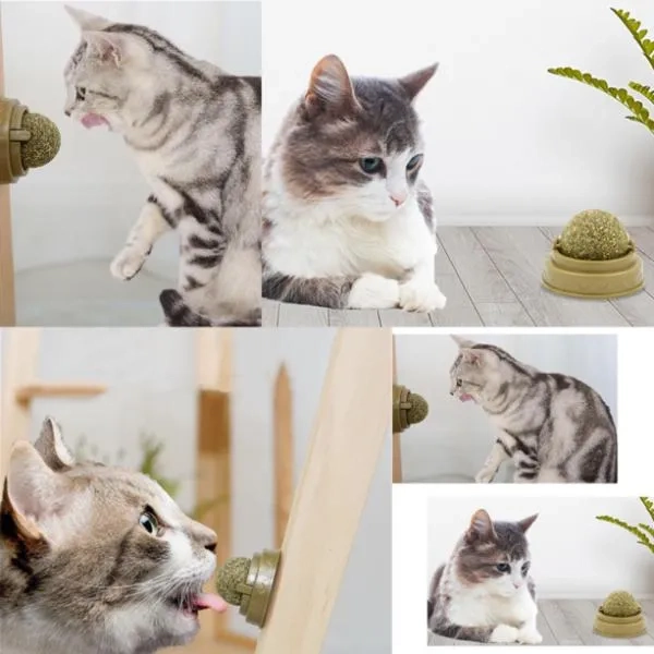 Kedi Nanesi Oyun Topu 216435451 Sw600sh600 Kedi Nanesi Oyun Topu najmaddin.com Kedi Nanesi Oyun Topu