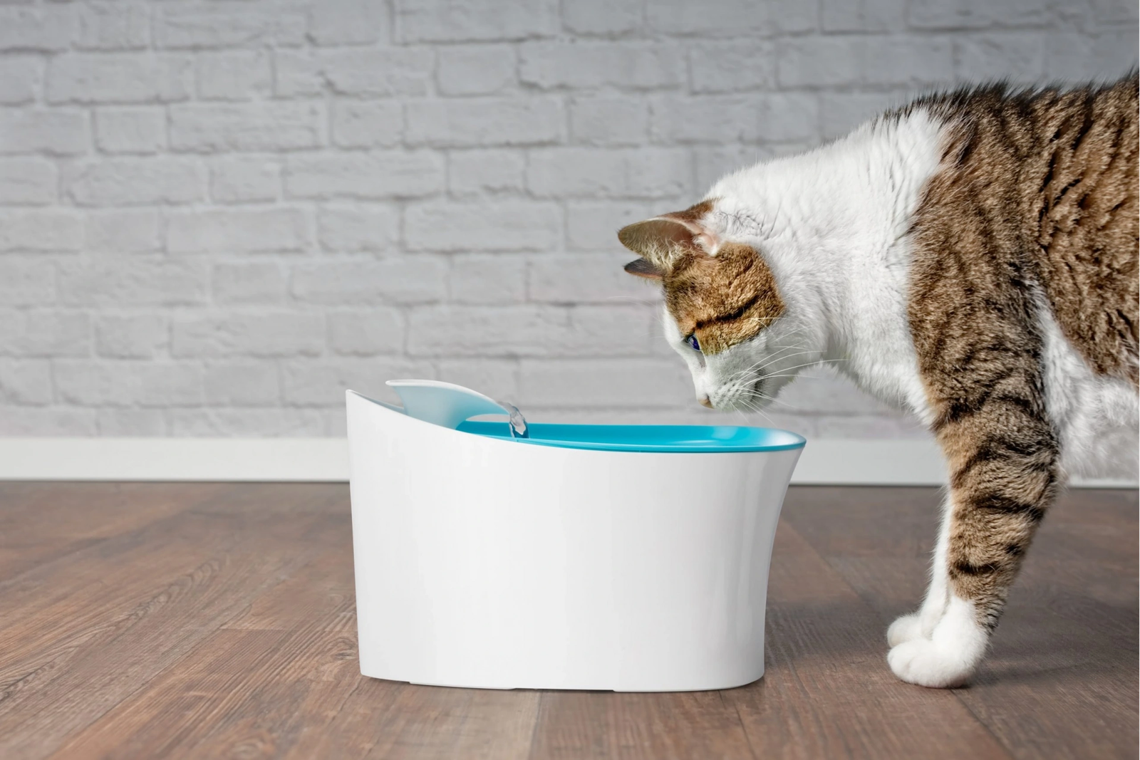 Otomatik Uyarili Kedi Kopek Su Kabi 111648994 Sw1920sh1280 700x467 Otomatik Uyarılı Kedi Köpek Su Kabı najmaddin.com Otomatik Uyarılı Kedi Köpek Su Kabı