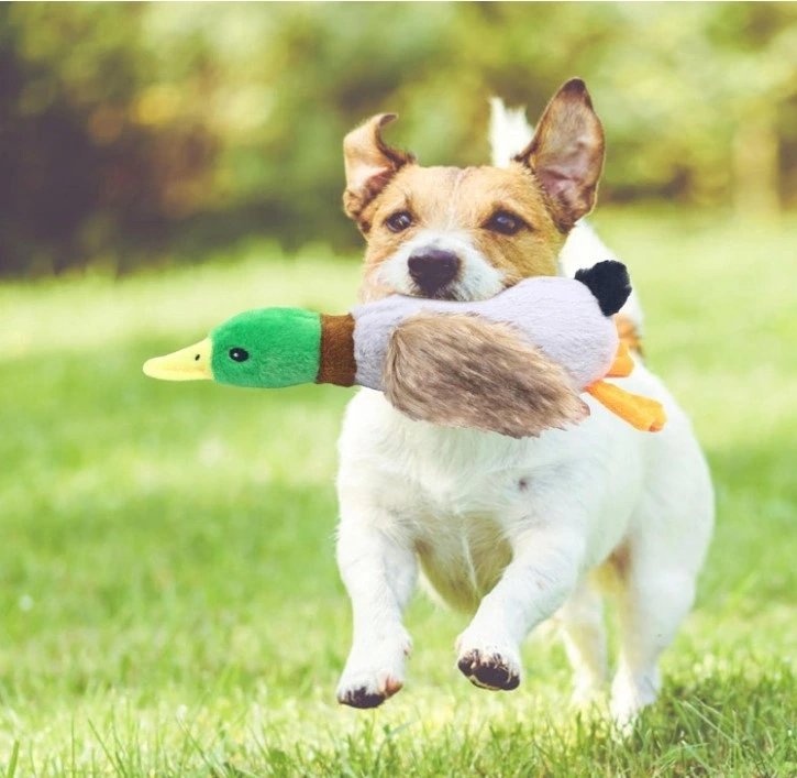 Sesli Ordek Sekilli Pelus Kopek Oyuncagi 124153066 Sw725sh707 700x683 Sesli Ördek Şekilli Peluş Köpek Oyuncağı najmaddin.com Sesli Ördek Şekilli Peluş Köpek Oyuncağı