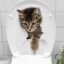 Decohandy Klozet Etiketi Stray Cat