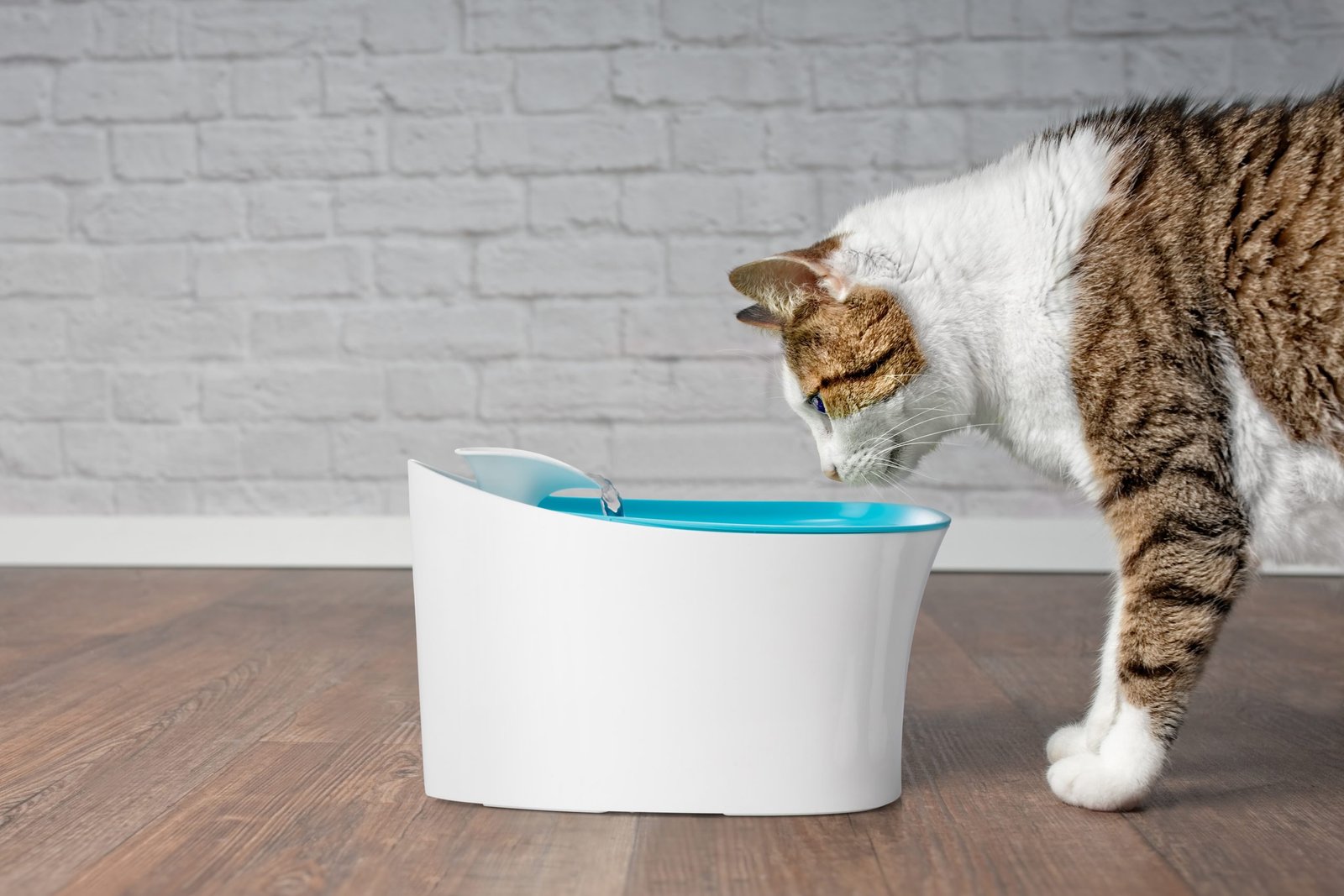 SHT29627 Otomatik Uyarili Kedi Kopek Su Kabi 7802 700x467 Otomatik Uyarılı Kedi Köpek Su Kabı najmaddin.com Otomatik Uyarılı Kedi Köpek Su Kabı