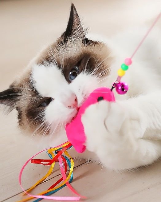 Balikli3 Balıklı Kedi Oyun Oltası 90 Cm najmaddin.com sans-serif; color: rgb(34